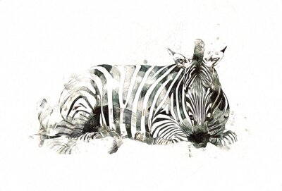 Sticker Geschilderde zebra op witte achtergrond