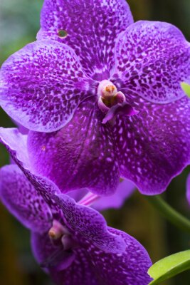 Sticker Gespikkelde orchidee close-up