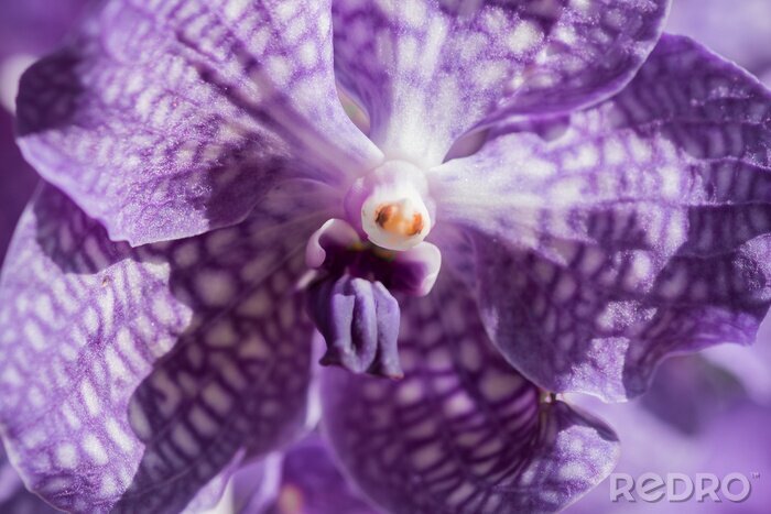 Sticker Gespikkelde orchidee in vergroting