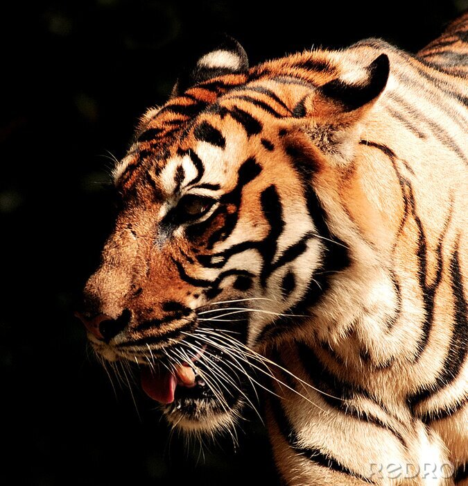 Sticker Gestreept dier op een donkere achtergrond