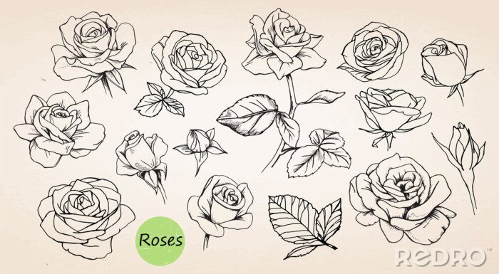 Sticker Getekende rozen op een beige achtergrond