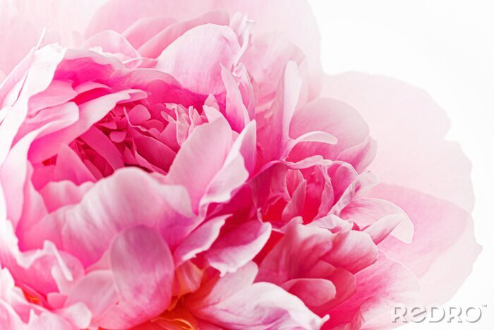 Sticker Geurige roze pioen macro