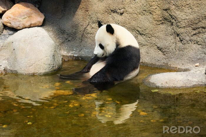Sticker Giant panda zitten in water
