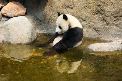Sticker Giant panda zitten in water