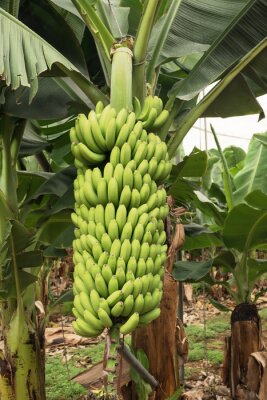 Sticker Gigantische bos groene bananen op de palm