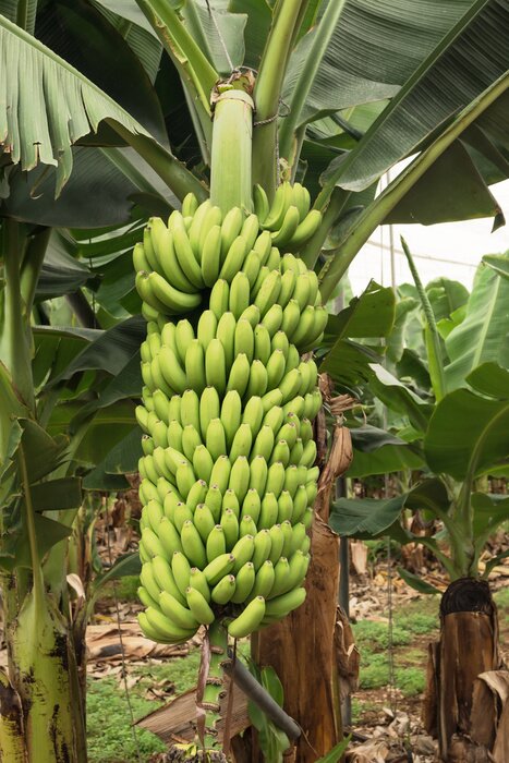 Sticker Gigantische bos groene bananen op de palm