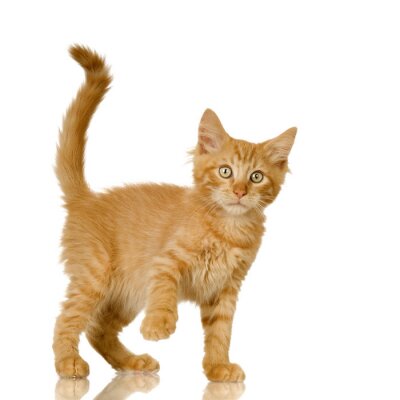 Ginger Cat kitten voor een witte achtergrond