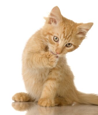 Sticker Ginger Cat kitten zich wassen in de voorkant van een witte achtergrond