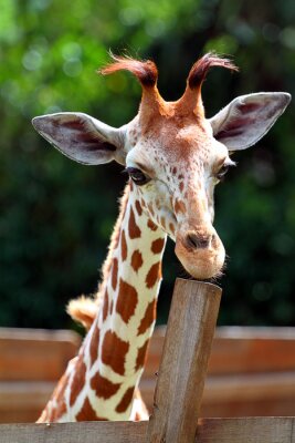 Giraffe ..