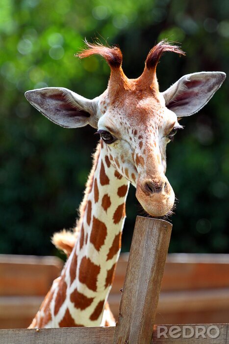 Sticker Giraffe ..