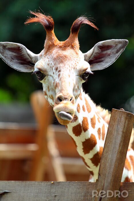 Sticker Giraffe ..