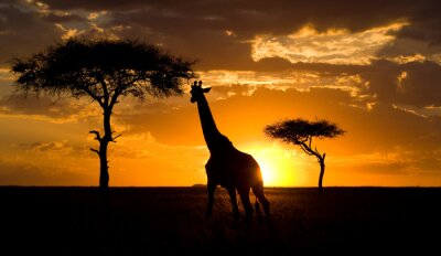 Giraffe bij zonsondergang in de savanne. Kenia. Tanzania. Oost Afrika. Een uitstekende illustratie.