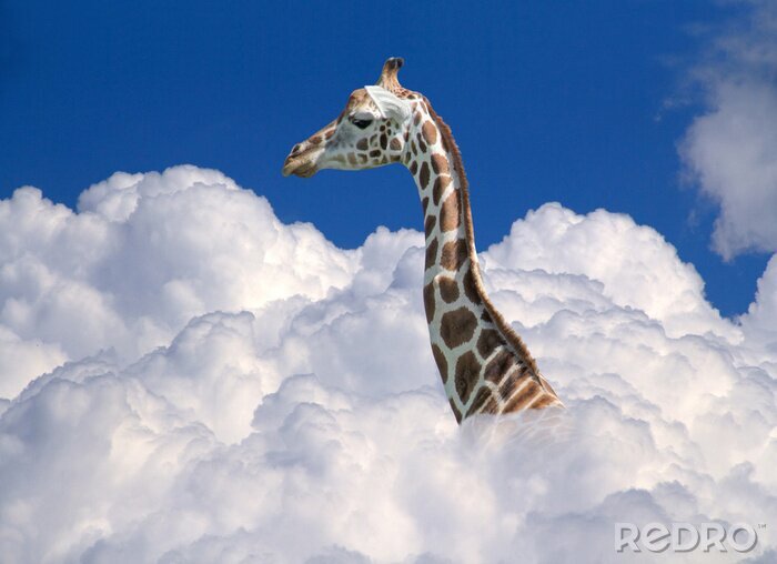 Sticker giraffe boven wolken