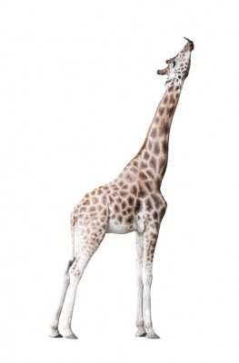 Sticker Giraffe geïsoleerd op witte achtergrond