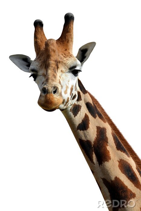Sticker giraffe geïsoleerd op witte achtergrond