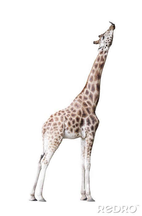 Sticker Giraffe geïsoleerd op witte achtergrond
