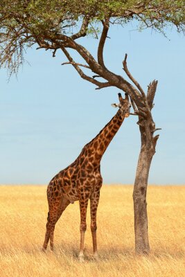 Giraffe in Masai Mara