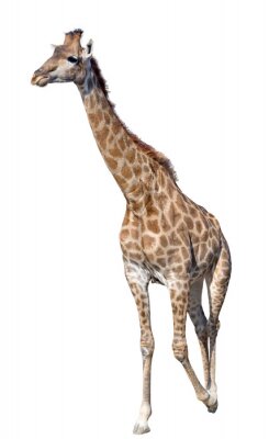 Sticker Giraffe op een witte achtergrond