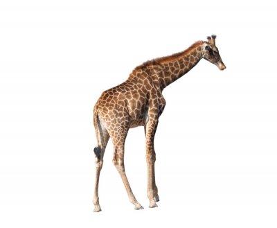 Sticker Giraffe op een witte achtergrond