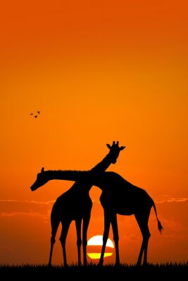 Sticker giraffe paar bij zonsondergang