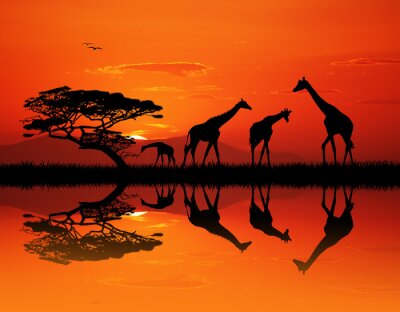 giraffe silhouet in Afrikaans landschap