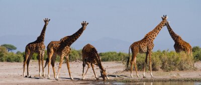 Giraffen in Oost-Afrika