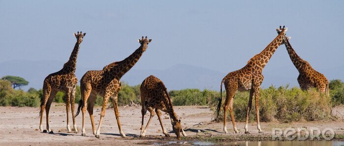 Sticker Giraffen in Oost-Afrika