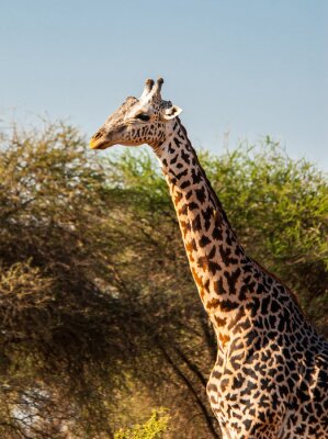 Sticker Giraffen in Tsavo East National Park, Kenia