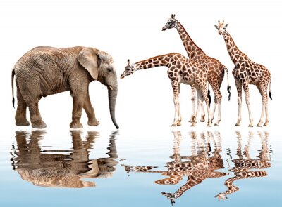 Sticker giraffen met olifant op wit wordt geïsoleerd