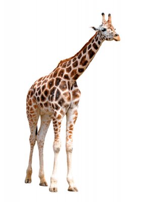 Sticker giraffes geïsoleerd