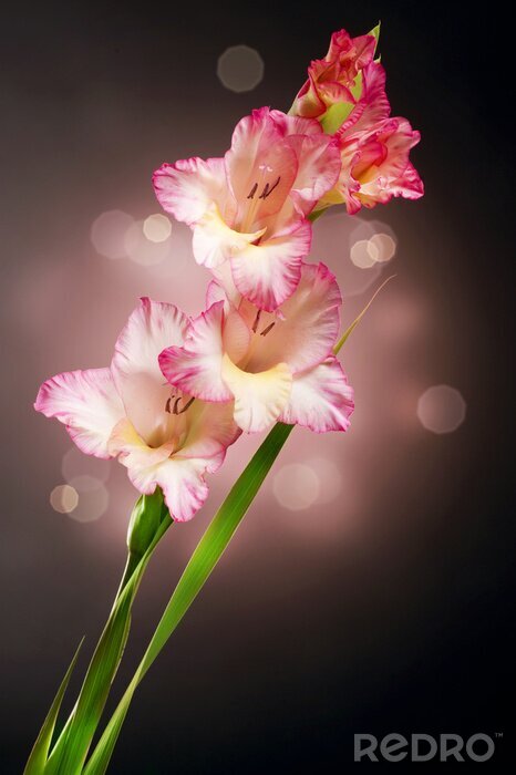 Sticker Gladiolus Autumn Flower Design