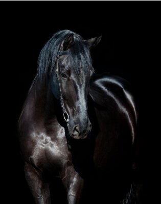 Glanzend paardenhaar