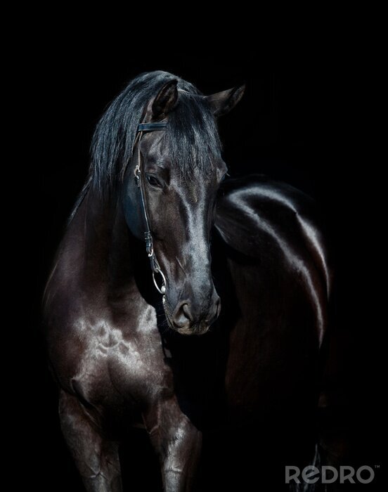 Sticker Glanzend paardenhaar