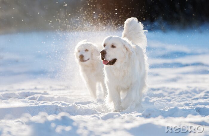 Sticker golden retriever hond wandelen in de sneeuw