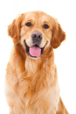 Sticker golden retriever hond zittend op geïsoleerde witte