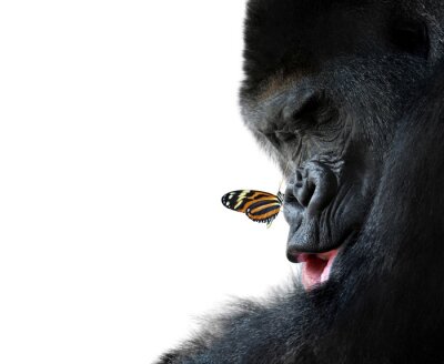 Sticker gorilla en vlinder dier vriendschap
