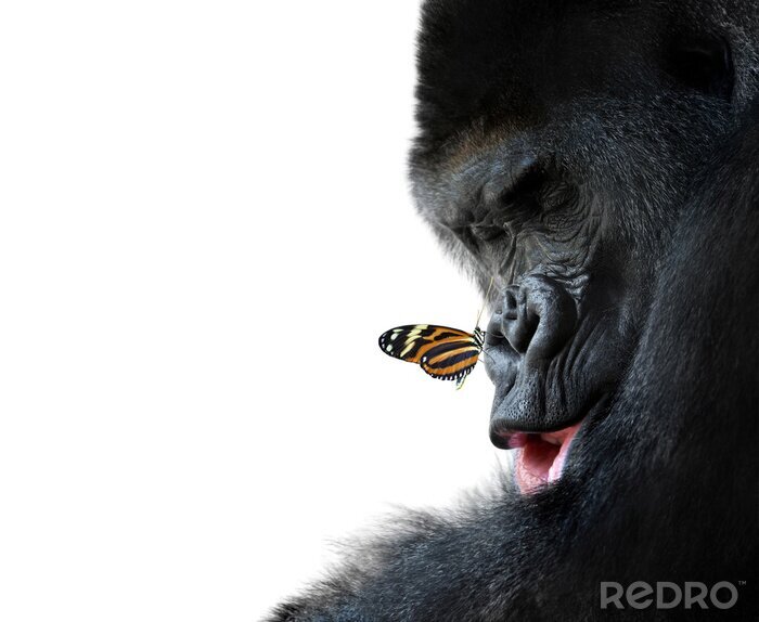 Sticker gorilla en vlinder dier vriendschap