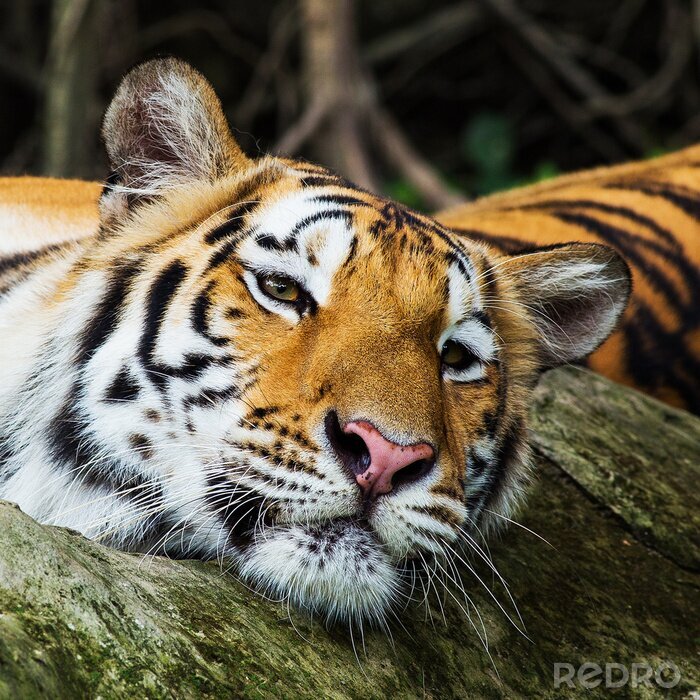 Sticker Gouden tijger met gesloten ogen
