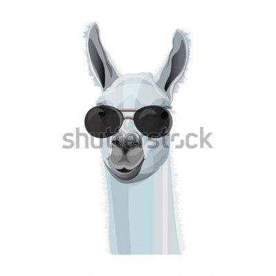 Sticker Grappig portret van lama in zwarte glazen. Vectorillustratie geïsoleerd op witte achtergrond