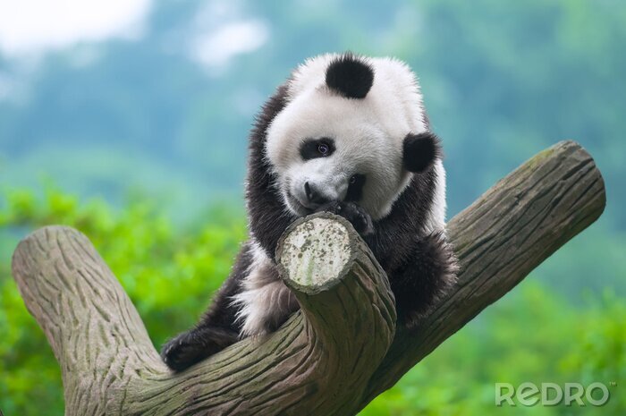 Sticker Grappige panda op de boom