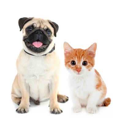 Sticker Grappige pug hond en kleine rode kitten geïsoleerd op wit