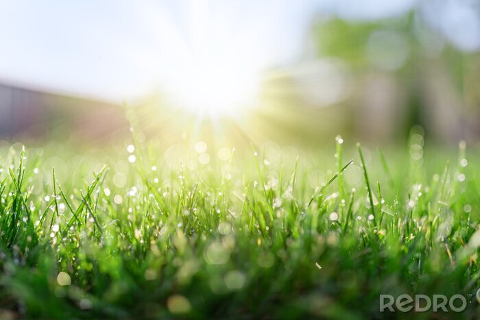 Sticker Gras met dauw in de ochtend