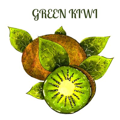 Sticker Green kiwi fruit with slice isolated on white. Realistic hand drawn kiwi fruit .