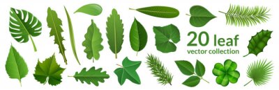 Sticker Green leaf collection including 20 type of different leaf design, tropical, flower and fruit leaves. Vector illustration, isolated on white, for nature, eco and summer design