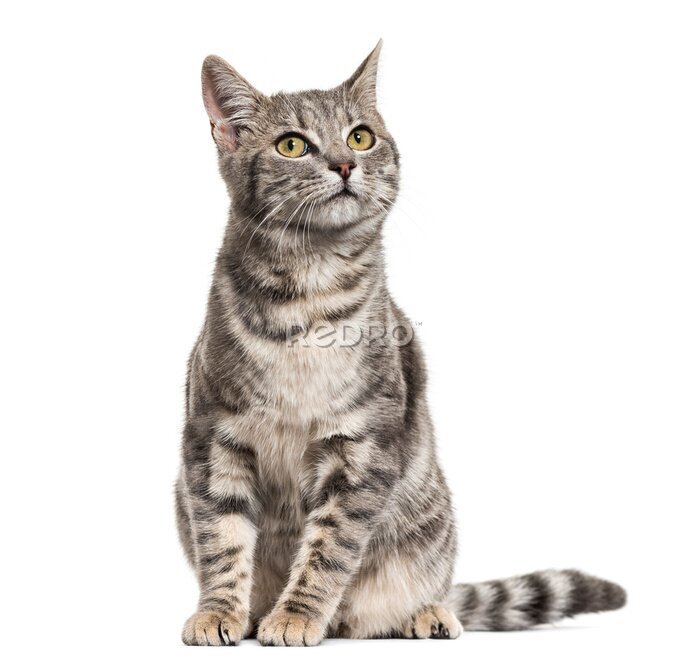 Sticker Grey stripped mixed-breed cat sitting, isolated on white