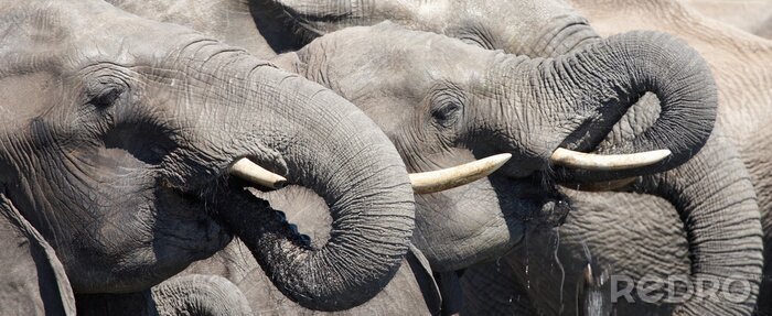 Sticker Grijs Afrikaans dier