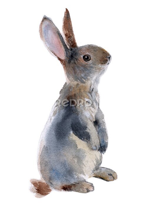 Sticker Grijs konijn zoals geschilderd op witte achtergrond