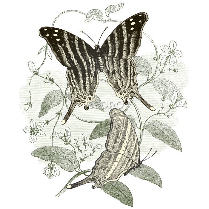 Sticker Grijze vlinders