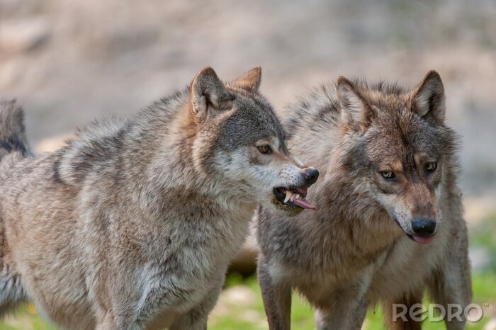 Sticker Grijze wolven met tanden