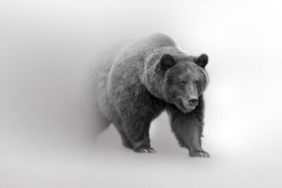 Grizzly bear  beautifull nature wildlife animal collection